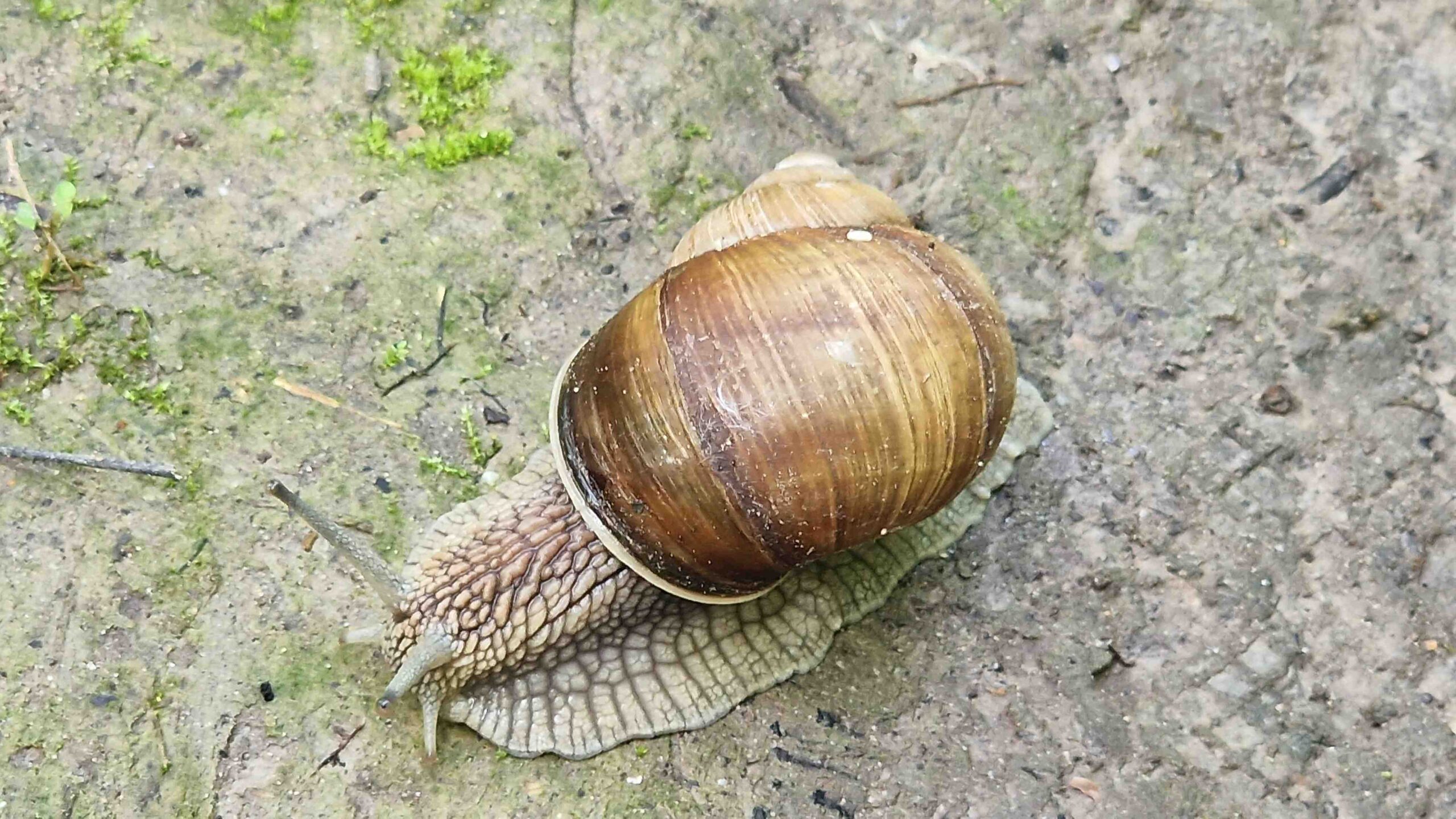 Schnecke mit Haus