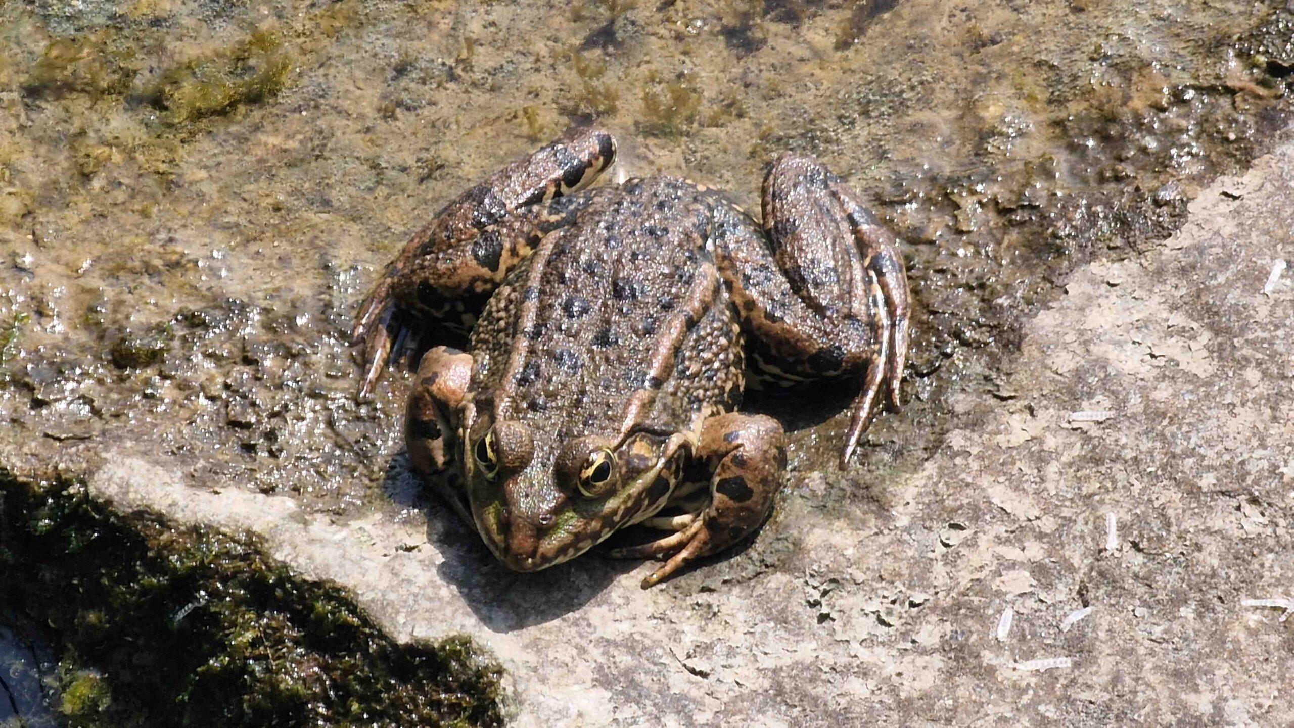 Wasserfrosch