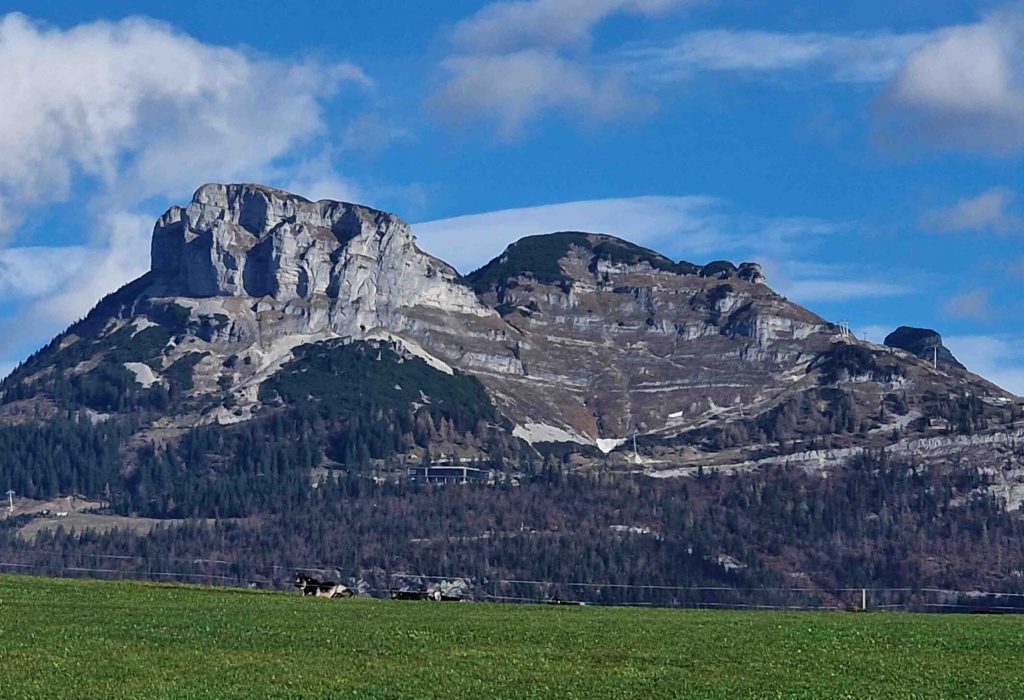 Loser und Kühe