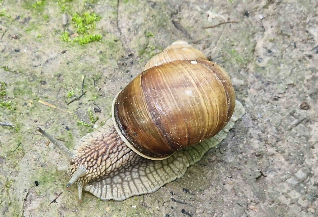 Schnecke mit Haus