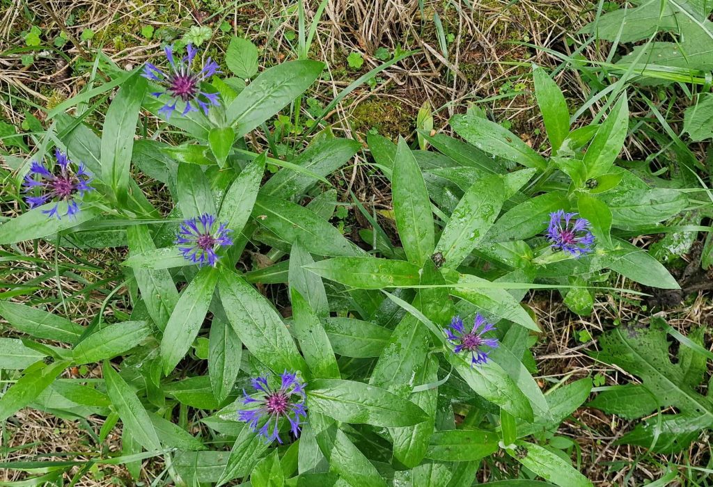 Waldblumen