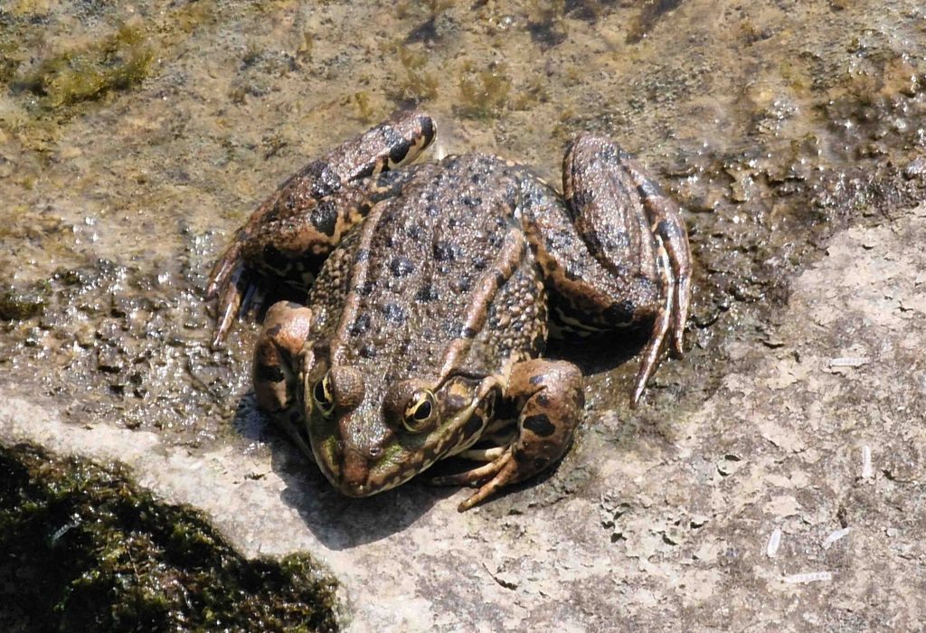 Wasserfrosch